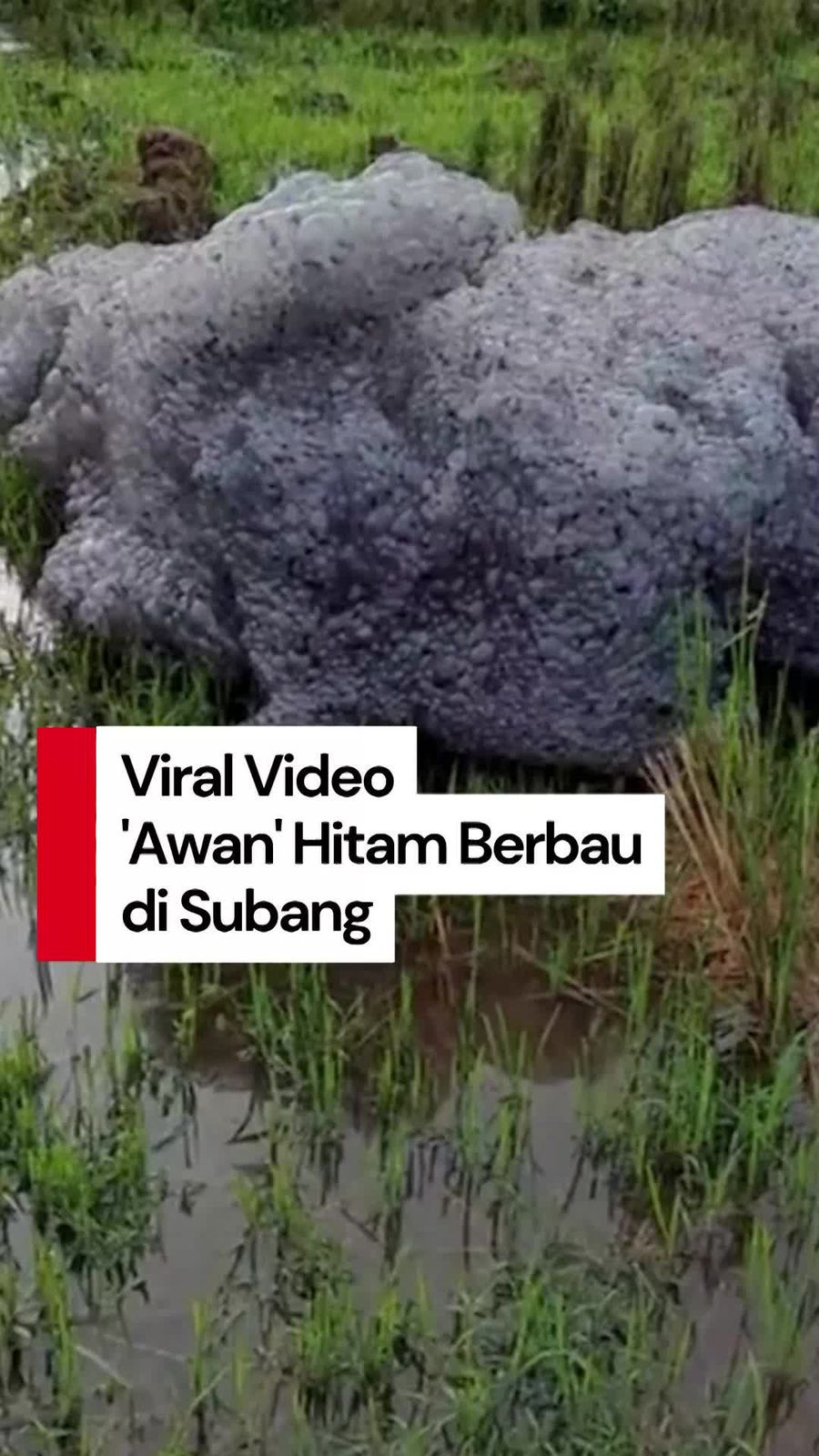 Video: Heboh Awan Hitam Berbau di Subang, Ini Penjelasan BMKG Video: Heboh Awan Hitam Berbau di Subang, Ini Penjelasan BMKG