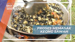 Memasak Keong Sawah di Tungku Tradisional dan Menikmati Hasilnya di Banyubiru, Semarang  