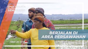 Berjalan Menelusuri Sawah di Semarang dan Mencari Bahan Makanan Bersama Warga  