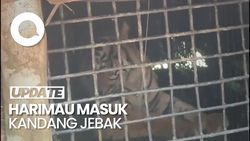 Video: Harimau Sumatera Masuk Kandang Jebak di Lampung Barat