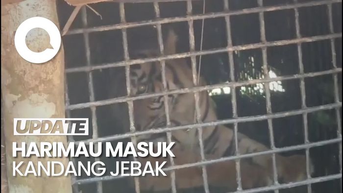 Video: Harimau Sumatera Masuk Kandang Jebak di Lampung Barat