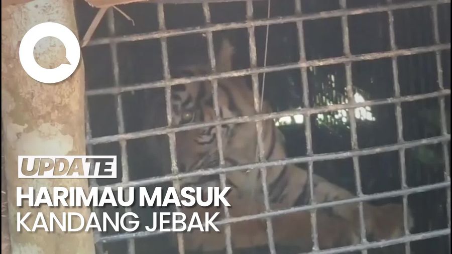 Video: Harimau Sumatera Masuk Kandang Jebak di Lampung Barat Video: Harimau Sumatera Masuk Kandang Jebak di Lampung Barat