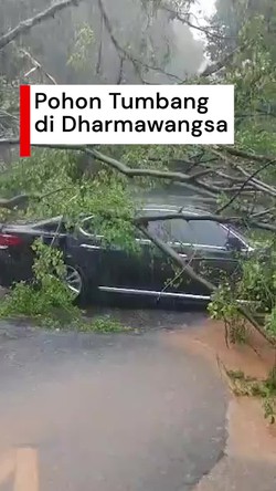 Video: Pohon Besar Tumbang Timpa Mobil di Dharmawangsa