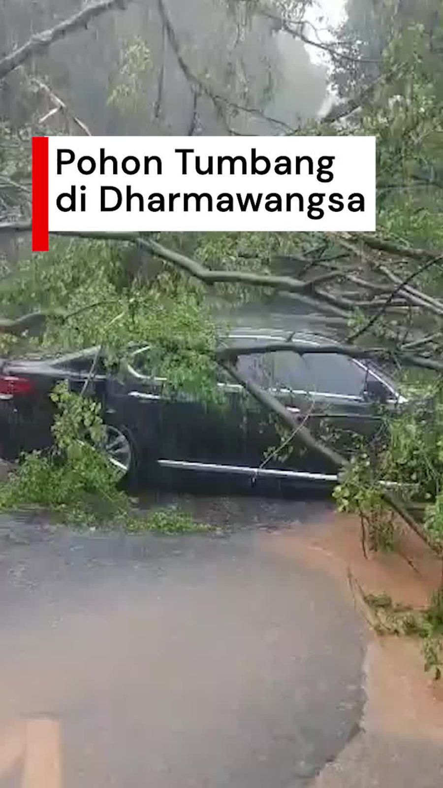 Video: Pohon Besar Tumbang Timpa Mobil di Dharmawangsa