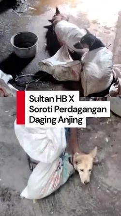 Video: Geger Warung Olahan Daging Anjing di Bantul, Ini Kata Sultan HB X