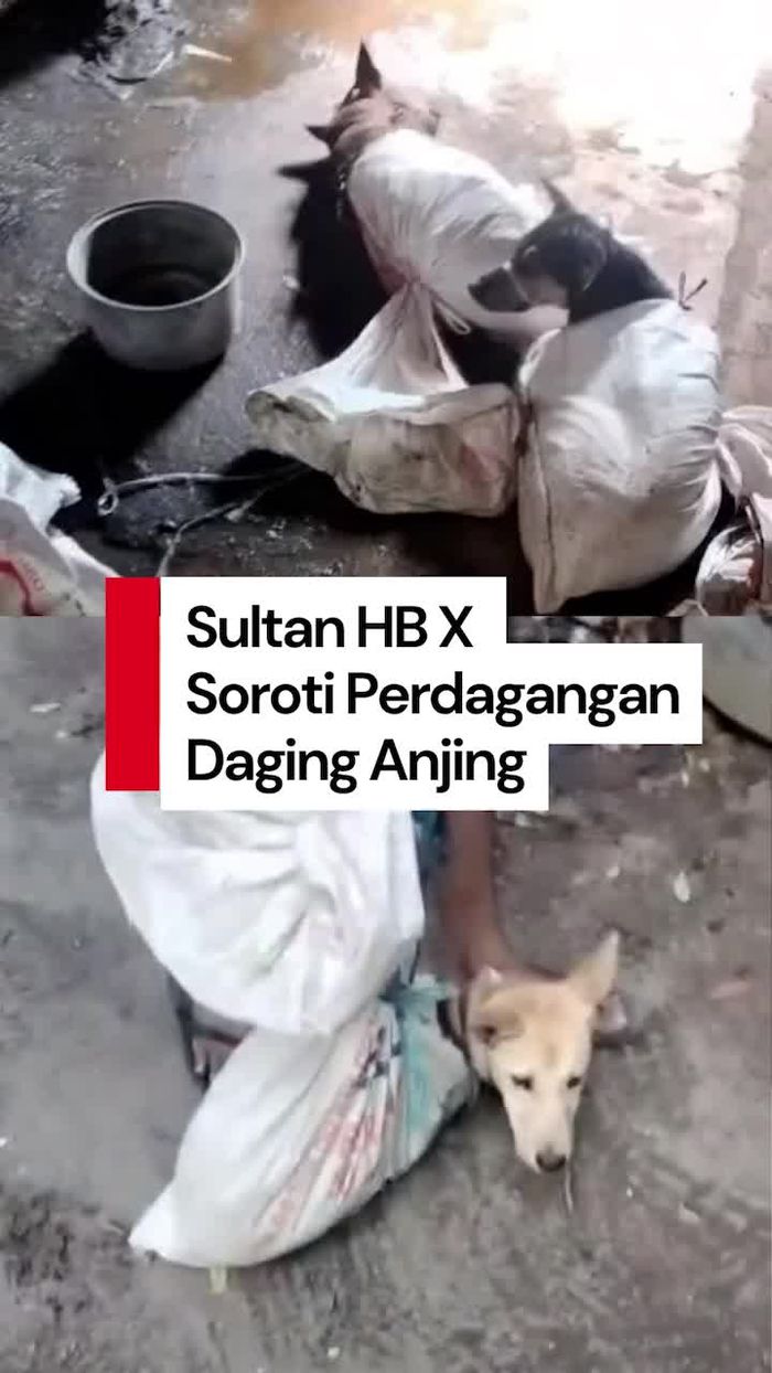 Video: Geger Warung Olahan Daging Anjing di Bantul, Ini Kata Sultan HB X