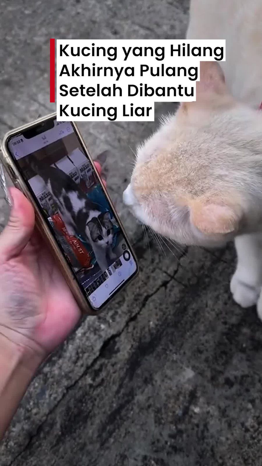 Video Tips Jitu Menemukan Kucing yang Hilang: Minta Bantuan Kucing Liar Video Tips Jitu Menemukan Kucing yang Hilang: Minta Bantuan Kucing Liar