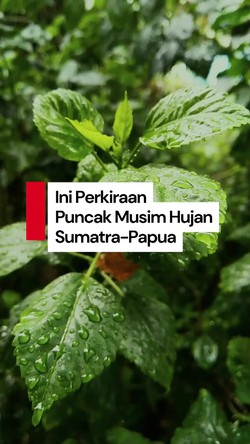 Video: Perkiraan Puncak Musim Hujan Wilayah Sumatra sampai Papua