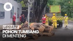 Video: Petugas Bersihkan Sisa Pohon Tumbang di Menteng