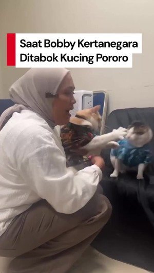 Video: Ketar-ketir Lihat Bobby Kertanegara Ditabok Kucing Pororo