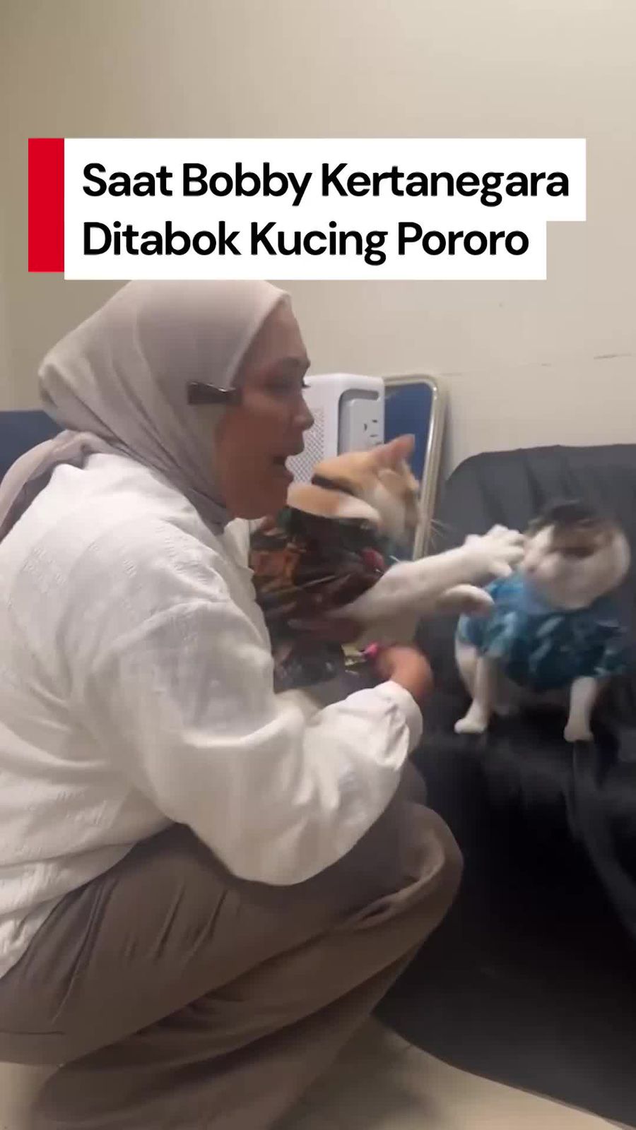 Video: Ketar-ketir Lihat Bobby Kertanegara Ditabok Kucing Pororo