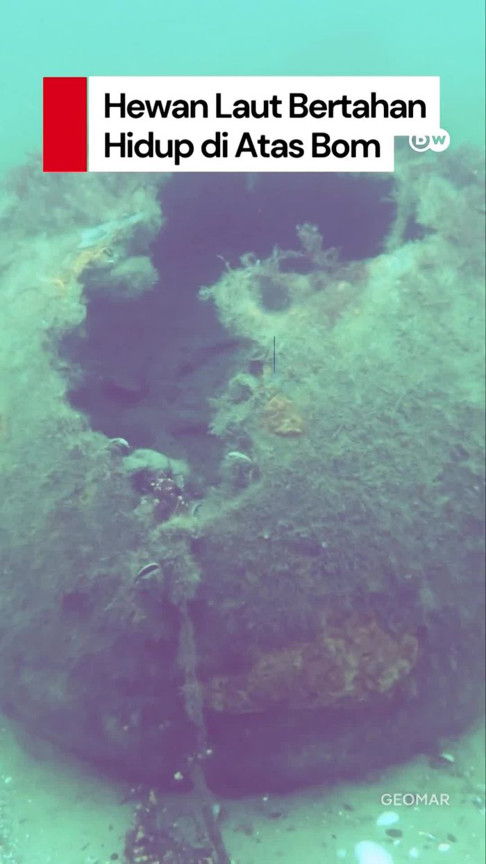 Video: Wow! Hewan di Laut Jerman Bertahan Hidup di Atas Bom