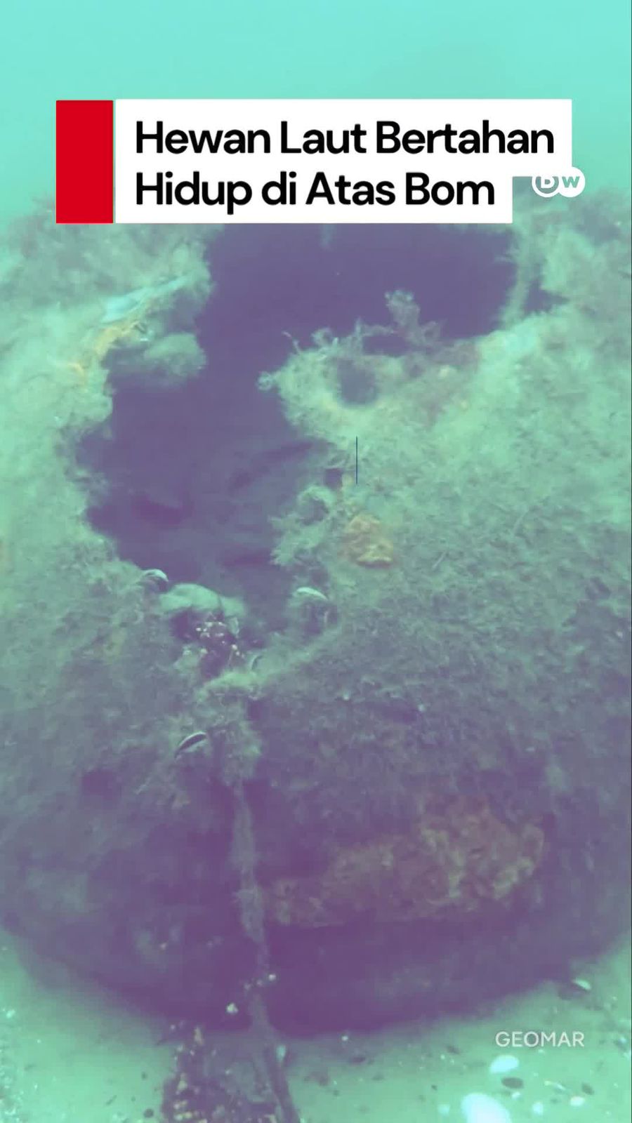 Video: Wow! Hewan di Laut Jerman Bertahan Hidup di Atas Bom