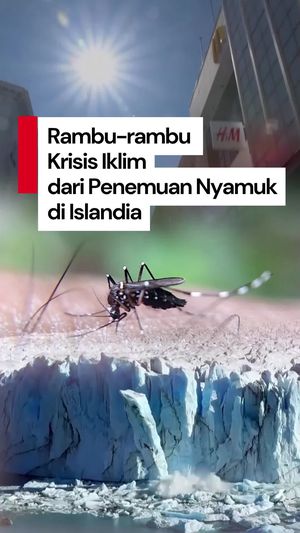 Video Kenapa Penemuan Nyamuk di Islandia Bikin Heboh?