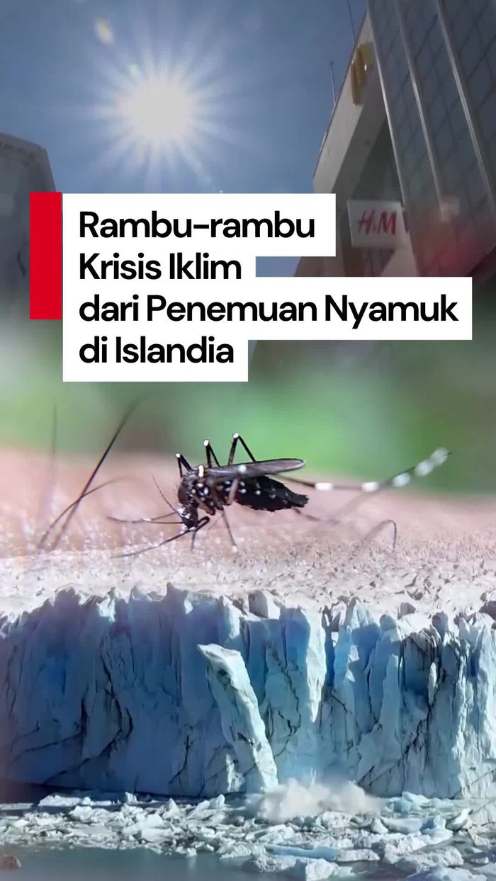 Video Kenapa Penemuan Nyamuk di Islandia Bikin Heboh?
