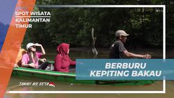 Berburu Kepiting Bakau di Kalimantan Timur bersama Warga Lokal 
