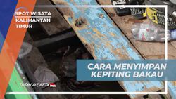 Mencoba Cara Menyimpan Kepiting Bakau di Perahu Kalimantan Timur  