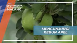 Mengunjungi Kebun Apel Segar dan Manis di Kebun Apel Malang yang Menawan  