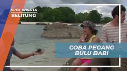 Mencoba Memegang Bulu Babi Laut dengan Hati-Hati di Belitung  