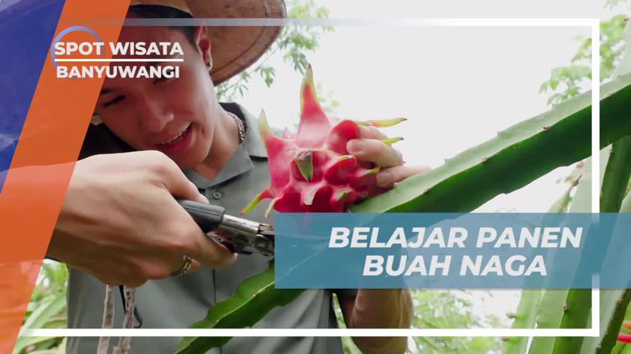 Belajar Memanen Buah Naga dengan Antusias di Banyuwangi  