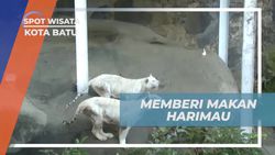 Mencoba Mancing Harimau yang Menegangkan di Kota Batu  