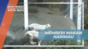 Mencoba Mancing Harimau yang Menegangkan di Kota Batu  