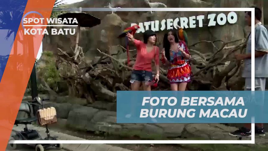 Berfoto Bersama Burung Macau yang Eksotis di Kota Batu  