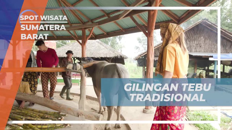 Menggali Tradisi Penggilingan Tebu Menggunakan Tenaga Kerbau di Nagari Kapau, Sumatera Barat  