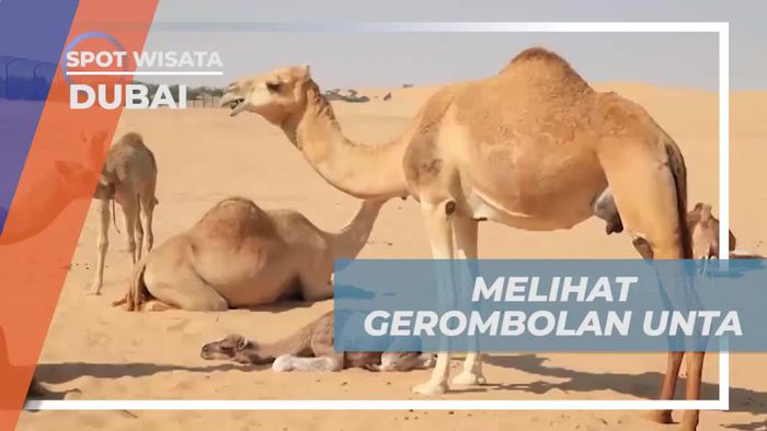 Menyaksikan Pergerakan Unta yang Menawan di Padang Pasir Dubai  