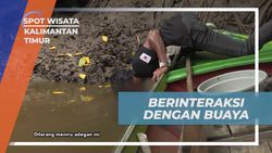 Menyelami Keberanian Saat Berinteraksi dengan Buaya Riska di Sungai Tuntang, Kalimantan Timur  