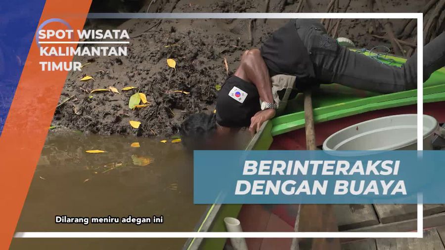 Menyelami Keberanian Saat Berinteraksi dengan Buaya Riska di Sungai Tuntang, Kalimantan Timur  