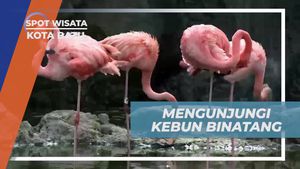 Menjelajahi Kebun Binatang Batu Secret Zoo yang Menggemaskan di Kota Batu  