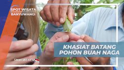 Mengungkap Khasiat Batang Buah Naga sebagai Penawar Racun di Banyuwangi  