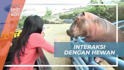 Memberi Makan Satwa Liar Dengan Berkeliling Menggunakan Kendaraan di Kota Batu  