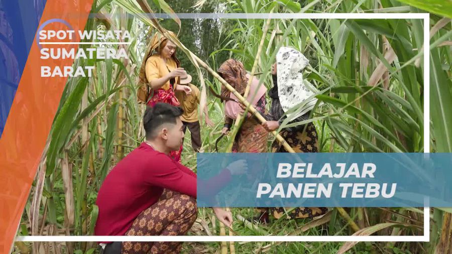 Belajar Panen Tebu Langsung di Kebun Gula Saka, Nagari Kapau, Sumatera Barat  