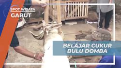 Belajar Cukur Bulu Domba Bersama Pawang di Garut yang Mengagumkan