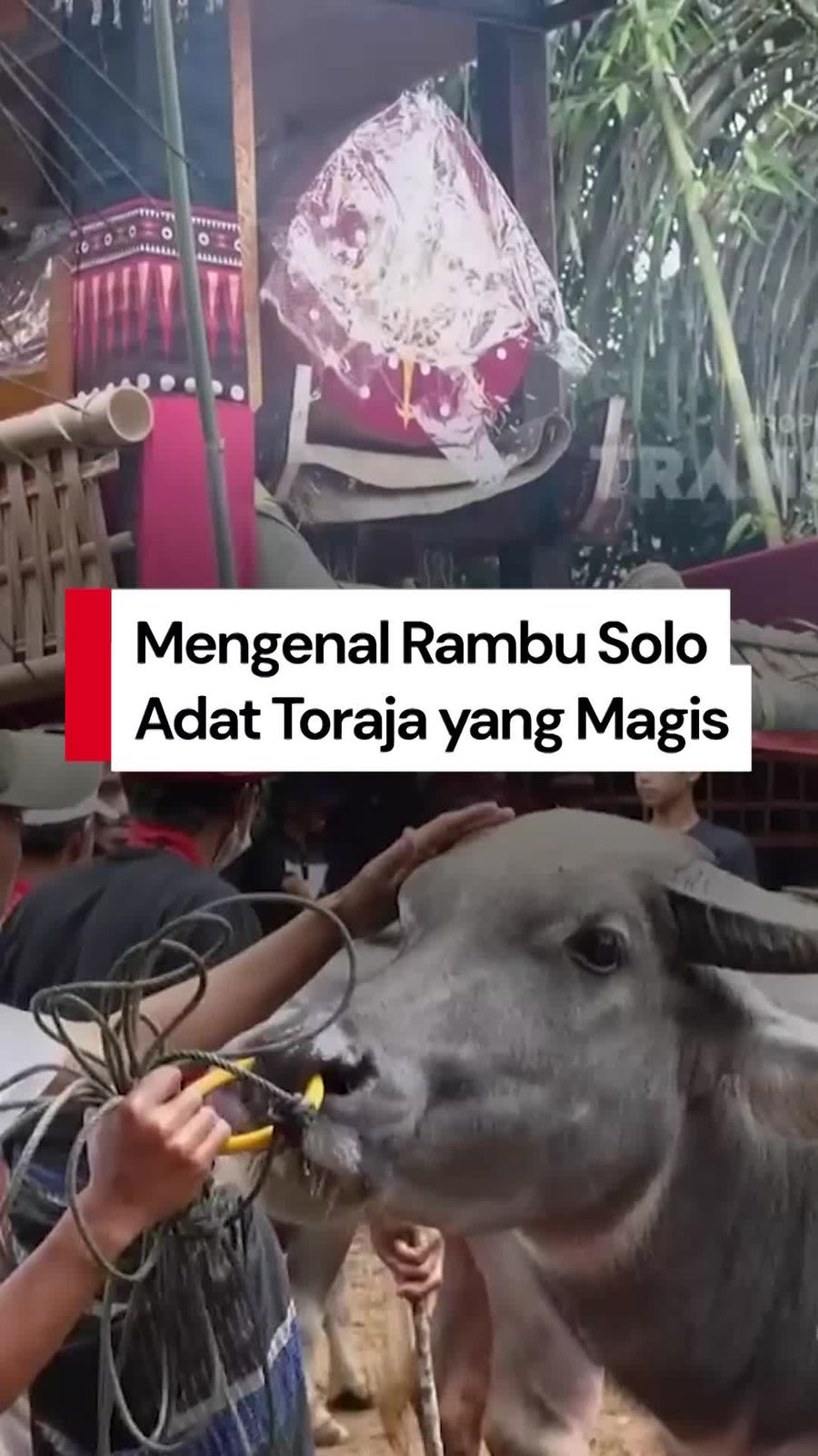 Video Mengenal Rambu Solo, Adat Toraja yang Diduga Dilecehkan Pandji Pragiwaksono