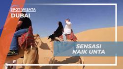 Menikmati Sensasi Menunggangi Unta Melintasi Gurun Pasir Dubai yang Menakjubkan  