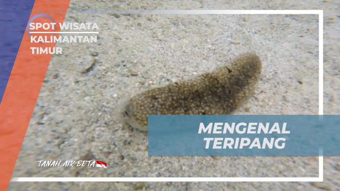 Mengenal Teripang Sebagai Hewan Manfaat di Pulau Segajah, Kalimantan Timur  
