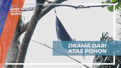 Menghadapi Drama dari Atas Pohon Saat Menyelesaikan Pemasangan Panjer Kiling di Banyuwangi  