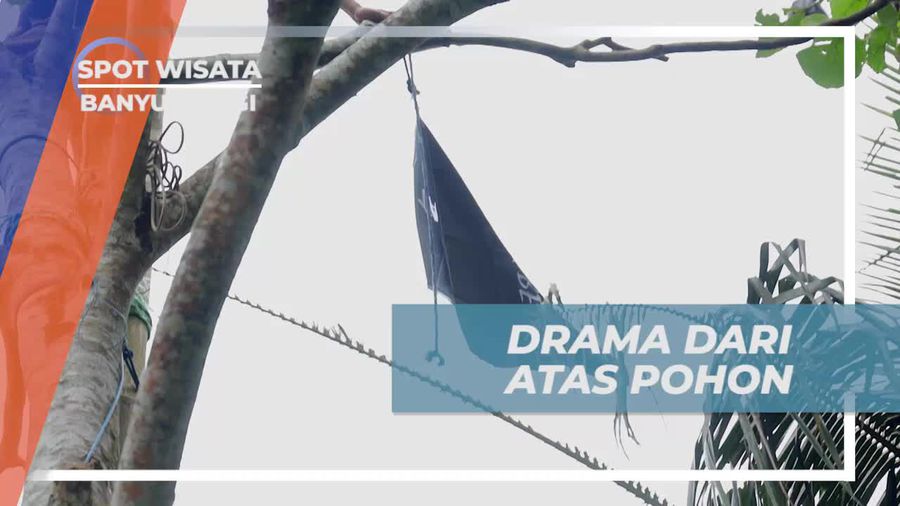 Menghadapi Drama dari Atas Pohon Saat Menyelesaikan Pemasangan Panjer Kiling di Banyuwangi  