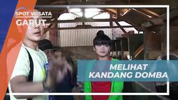 Melihat Kandang Domba dan Keunikannya di Garut  