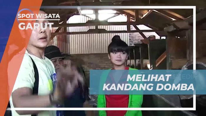 Melihat Kandang Domba dan Keunikannya di Garut  