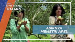 Memetik Apel Langsung dari Pohonnya di Kebun Apel Malang yang Segar  