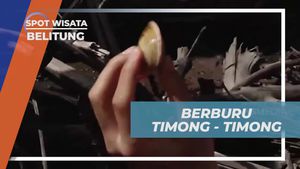 Berburu Timong dan Kerang di Lokasi Mencari Hewan Laut di Belitung  