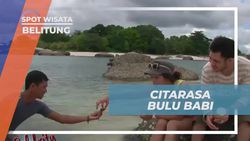 Mencicipi Bulu Babi Laut yang Rasa Mirip Kerang di Belitung  
