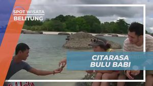 Mencicipi Bulu Babi Laut yang Rasa Mirip Kerang di Belitung  