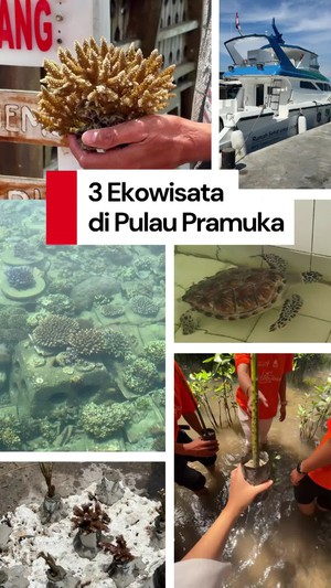 Video: 3 Rekomendasi Kegiatan Ekowisata di Pulau Pramuka, Lets Go!