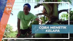 Memetik Kelapa dan Menggabungkannya dengan Buah Naga untuk Rasa Unik di Batam