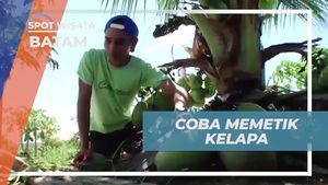 Memetik Kelapa dan Menggabungkannya dengan Buah Naga untuk Rasa Unik di Batam